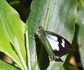 PIERIDAE, Leptophobia penthica